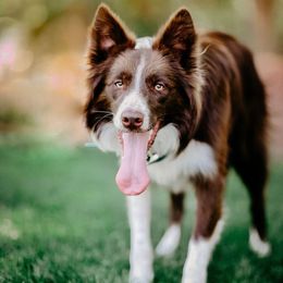 Border Collies from Secret Border Collies