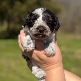 Louis - Parti male Miniature Schnauzer puppy in Happyland, Oklahoma from Fraizer Farms