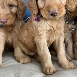 Double Doodle and Goldendoodle Puppies from My Favorite Doodle