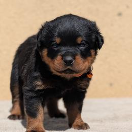Orange - Black and mahogany male Rottweiler puppy in Oroville, California from Von Brennan kennels