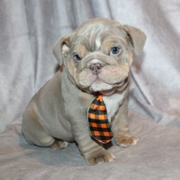 Boxer, Bulldog, and French Bulldog Puppies from Hillview Kennels