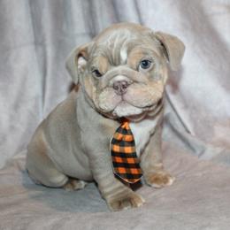 Boxer, Bulldog, and French Bulldog Puppies from Hillview Kennels