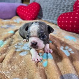 Peaches - Blue female Boston Terrier puppy in Millers Creek, North Carolina from Tumbling Shoals Hilltop Bostons