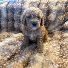 Mercedes - Cream female Goldendoodle puppy in Payson, Utah from Country Sky Doodles