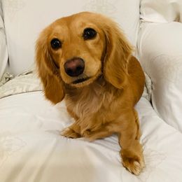 Dachshund Puppies from Dachshund Love