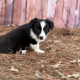 Jasmine - Black and white female Cardigan Welsh Corgi puppy in Washington, Arkansas from Foxy Knoll Farm