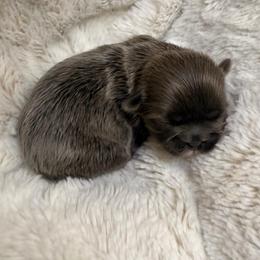 Silver - Lilac female Shih Tzu puppy in Citrus Heights, California from The Lion dog Shih Tzu