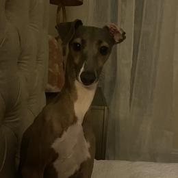 Alfonso - Italian Greyhound