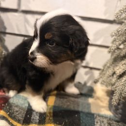 Hocus - Black tri male Miniature Australian Shepherd puppy in Oak Harbor, Washington from Happy-Go-Lucky Homestead