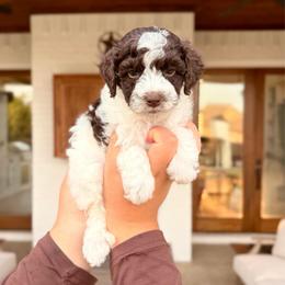 Aspen - Brown and white female Aussiedoodle puppy in Allen, Texas from Calena’s Doodles