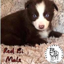 Tejas - Red & white male Toy Australian Shepherd puppy in Jaroso, Colorado from Heaven Sent Aussies
