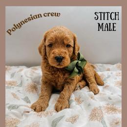 Stitch - Red  male Goldendoodle puppy in Hilton, New York from The House of Goldendoodle