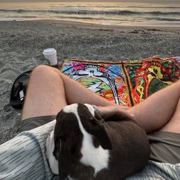 Boston Terrier Puppies from I Love Pups