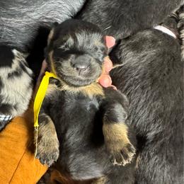 Yellow Girl - Black and rust female Beauceron puppy in Henderson, Nevada from Joie de Vie Beaucerons