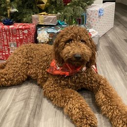 Audrey - Goldendoodle