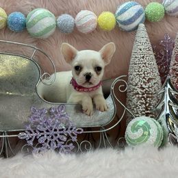 Noelle - Cream female French Bulldog puppy in Tulsa, Oklahoma from EvergreenEliteKennel