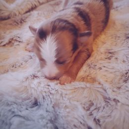 Miniature Australian Shepherd and Toy Australian Shepherd Puppies from Kinsley's Cuties & SouthPaw Creations