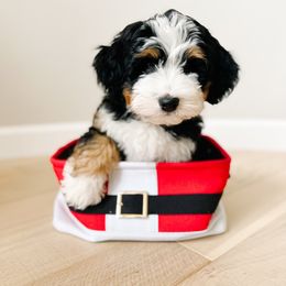 Bernedoodle Puppies from Furry Tail Doodles
