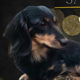 Samson - Dachshund