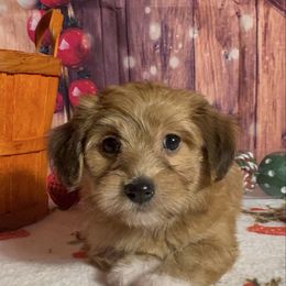 Josef - Red sable male Havanese puppy in Clermont, Florida from Country Sweet Havanese and Creative Coaching