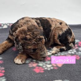 Pumpkin - Merle female Bernedoodle puppy in Neillsville, Wisconsin from Granton Creek