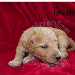 Labradoodle Puppies from Echoing Meadows
