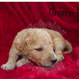 Labradoodle Puppies from Echoing Meadows