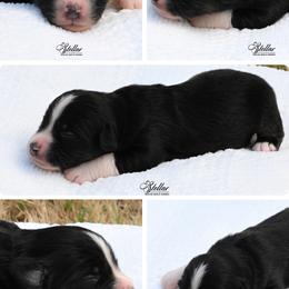 Boy 5 - Black tri male Miniature American Shepherd puppy in Robinson, Texas from Stellar Miniature American Shepherds