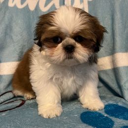 Yellow Collar - Trixie - Liver and white female Shih Tzu puppy in Mays Landing, New Jersey from Fancy Paws Shorkies & Shih Tzus