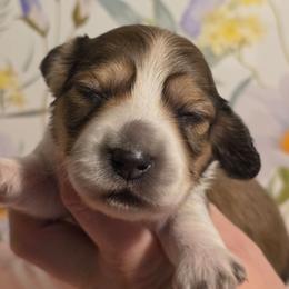 Minnow - Cream female Dachshund puppy in Romney, Indiana from Brown's Valley Dachshunds