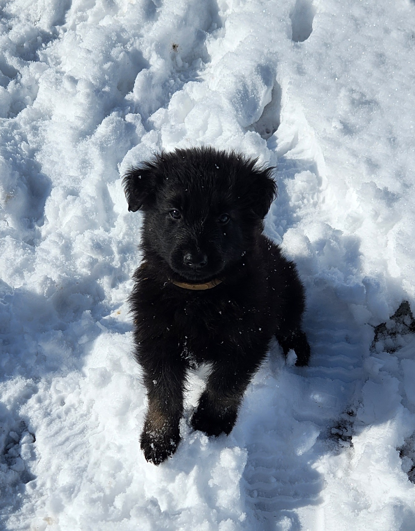 Boy 2 - Black Shiloh Shepherd puppy in Charlo, Montana from IdleWilde Shilohs