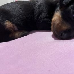 Dachshund Puppies from JP's South Texas Dachshunds