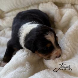 Micah - Black tri male Toy Australian Shepherd puppy in Lumberton, Mississippi from Talowah Aussies