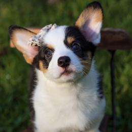 Belladonna (Bella) - Black and tan female Pembroke Welsh Corgi puppy in Benton, Arkansas from High Cotton Corgis