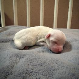 Archer - White male Havanese puppy in Cadwell, Georgia from Hashtag Havenese