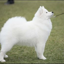 Sterling - Samoyed
