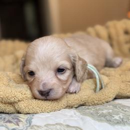 Ivory - Cream female Dachshund puppy in Wharton County, Texas from Country Bumpkins
