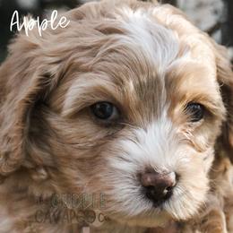 Cavapoo Puppies from The Cuddle Cavapoo Co.
