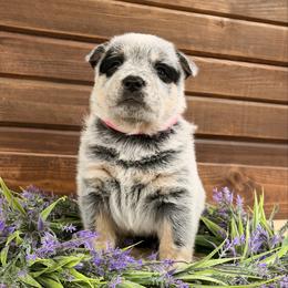Pink Collar - Blue speckled female Australian Cattle Dog puppy in Nevada, Missouri from Back Road Dog Company, LLC