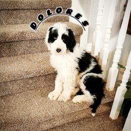 Sheepadoodle Puppies from Iroz doodles