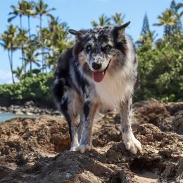 Roo - Australian Shepherd