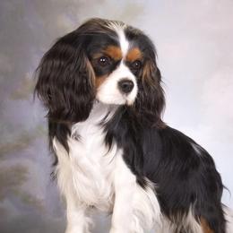 Soleil - Cavalier King Charles Spaniel