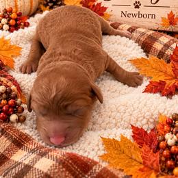 Izzy - Apricot female Goldendoodle puppy in North Branch, Michigan from Graceful Miniature Goldendoodles