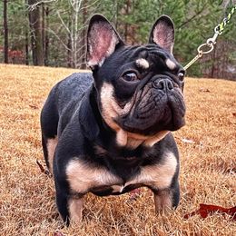 Peanut - French Bulldog