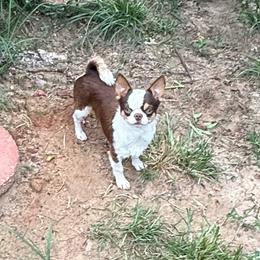 Kadan - Chocolate and tan male Chihuahua puppy in Gloucester, Virginia from Charlotte's Web of Chihuahuas