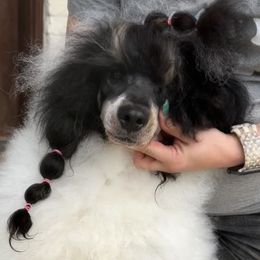 Poodle Puppies from Antigua Standard Poodles
