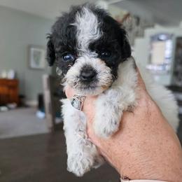 Rosey - Parti female Poodle puppy in Mapleton, Utah from Caboodles Of Poodles