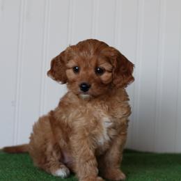 Lovie - Red female Cavapoo puppy in Springtown, Texas from North Texas Puppies