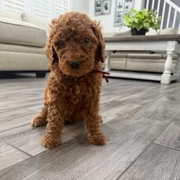 Burgundy - Red  female Goldendoodle puppy in Bakersfield, California from Lavish Doodles