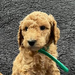 Aussiedoodles, Goldendoodles, and Golden Retrievers from Tails of Cypress